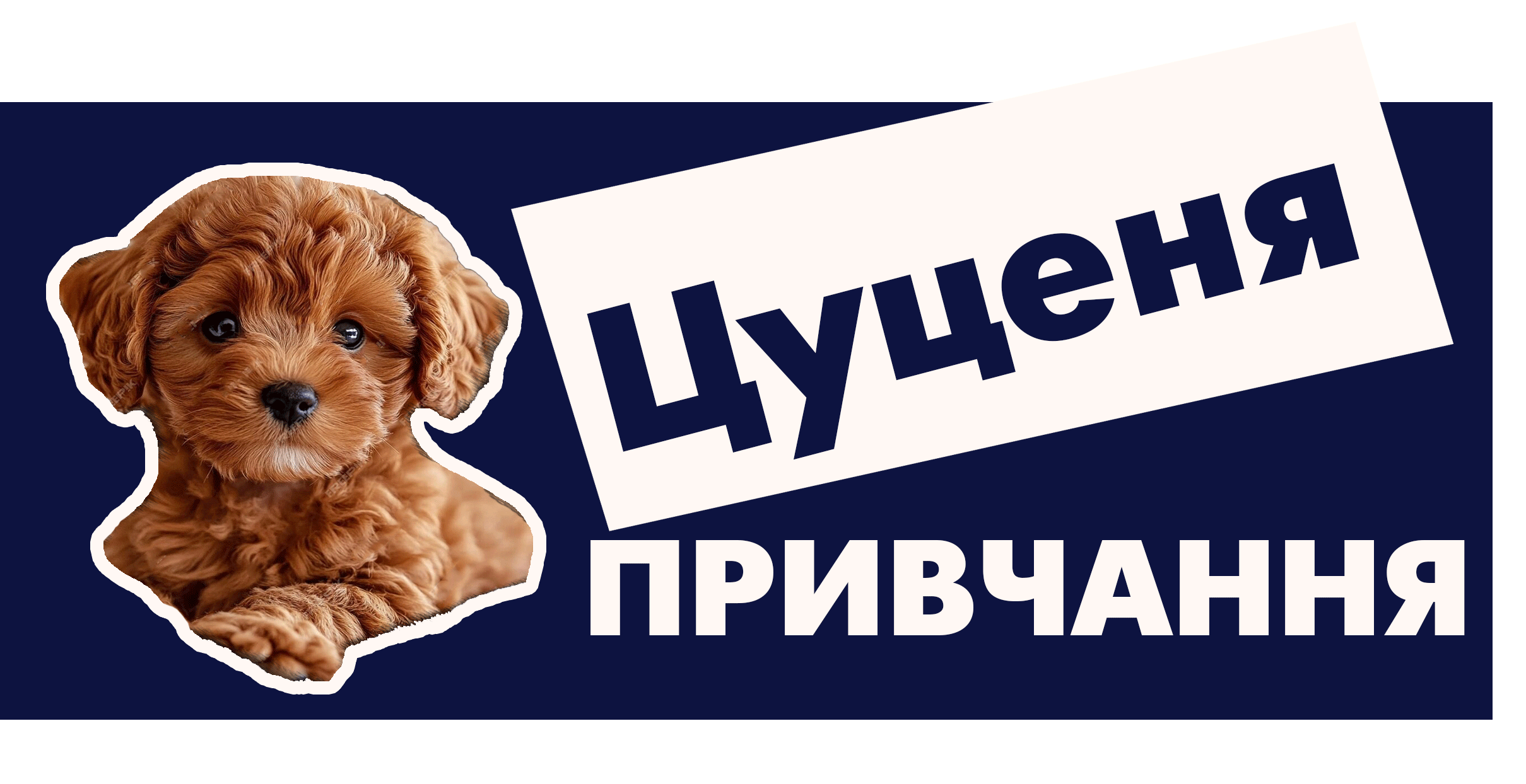 Привчання цуценяти до салонного грумінгу