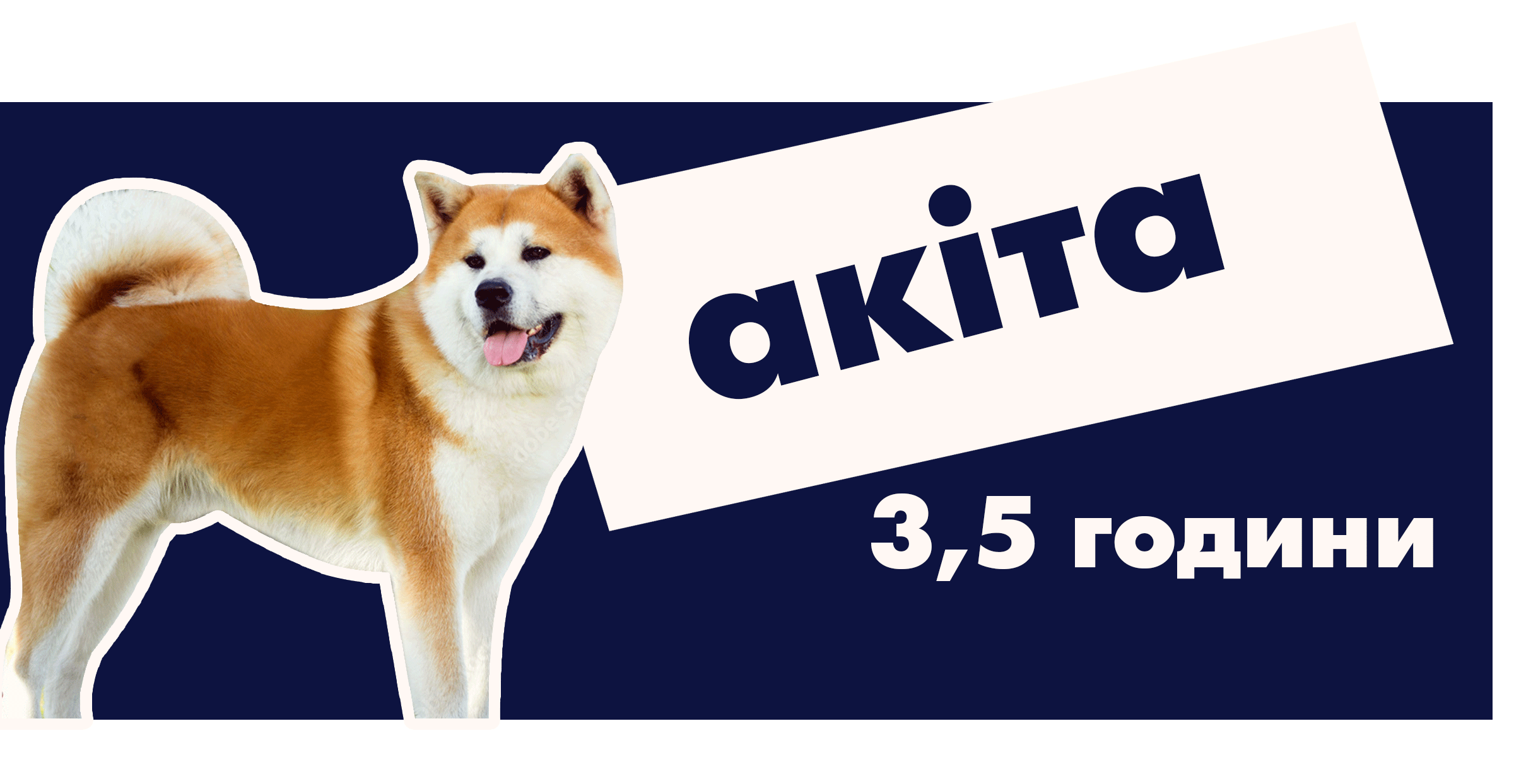 Акіта-іну
