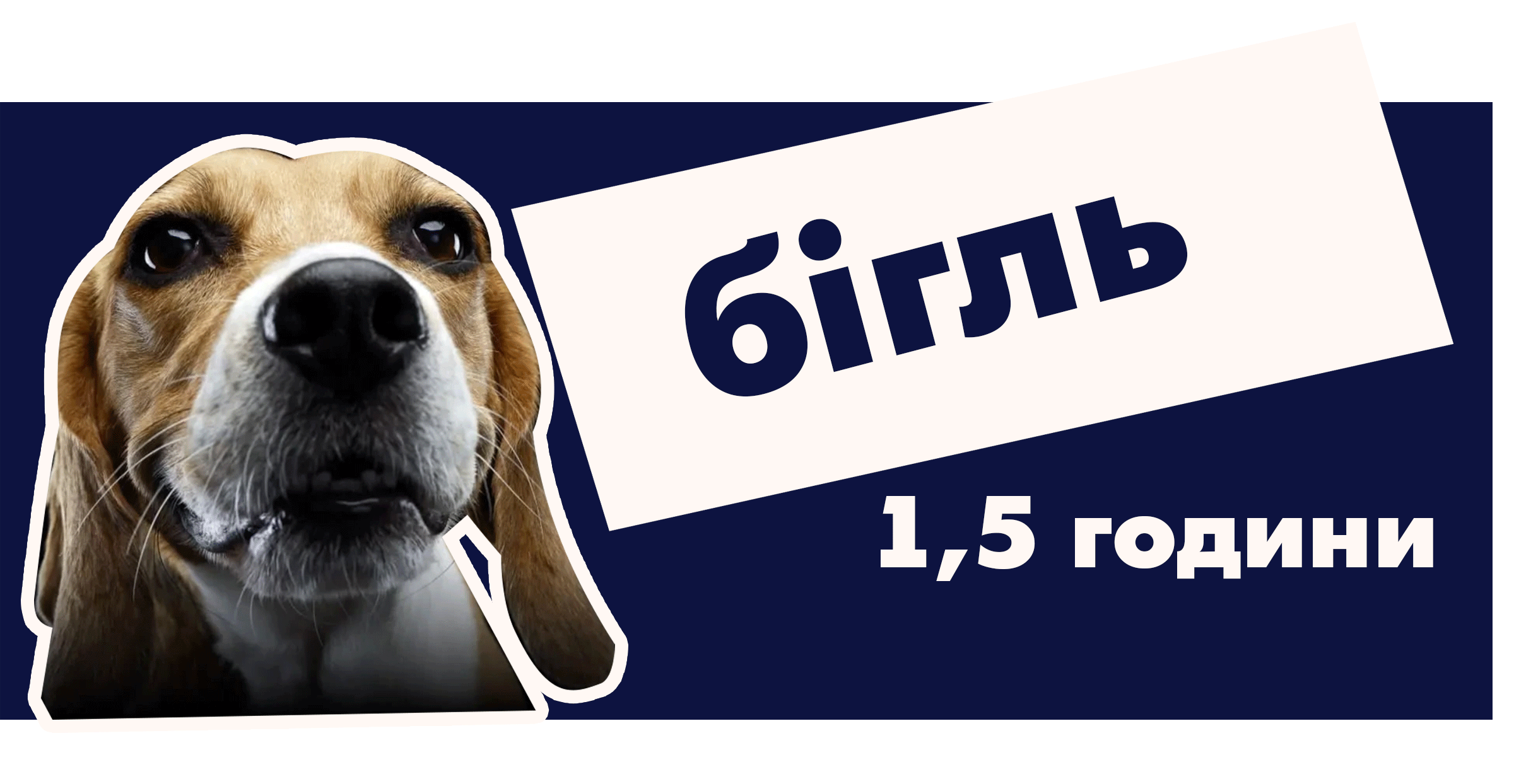 Бігль