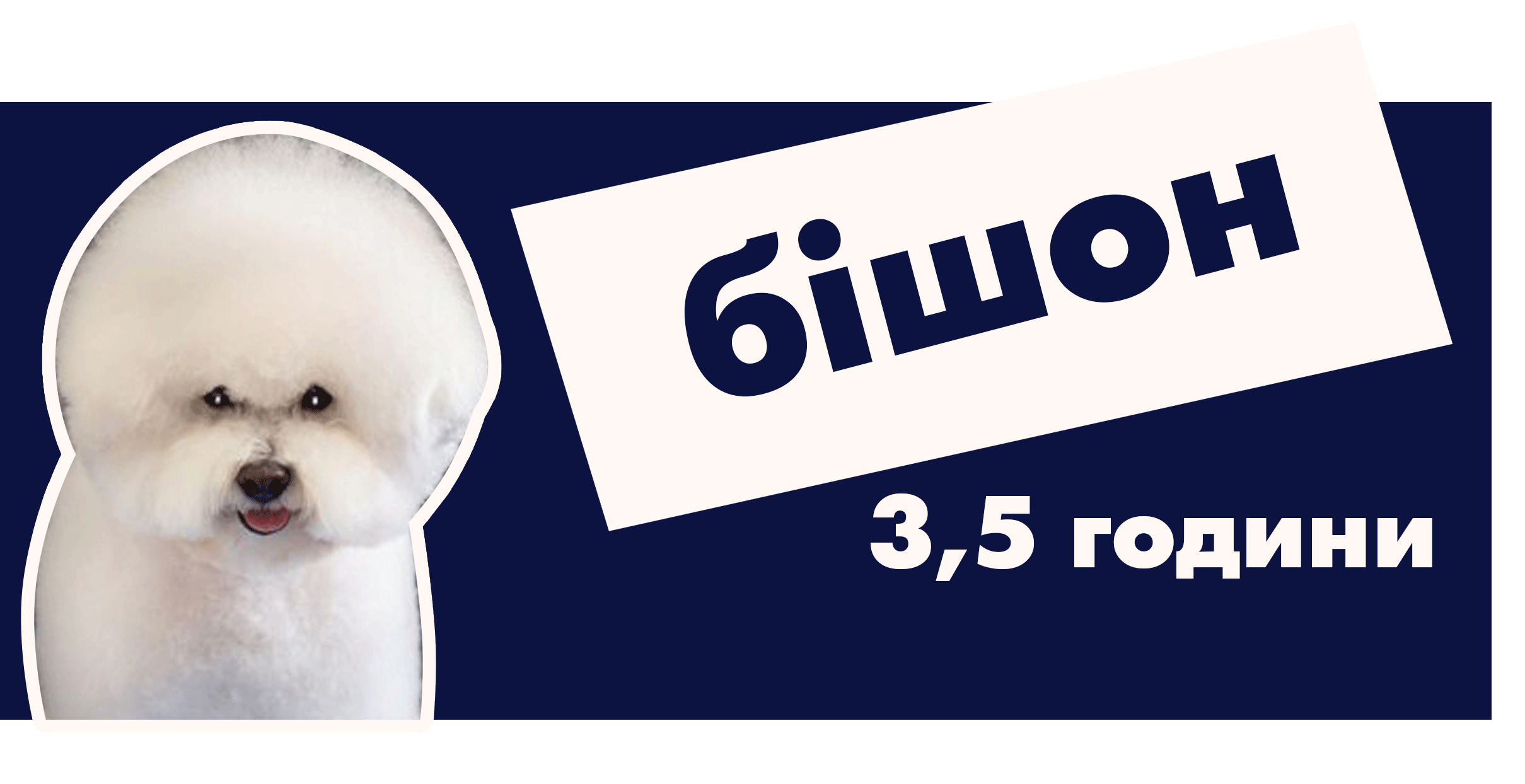Бішон фрізе