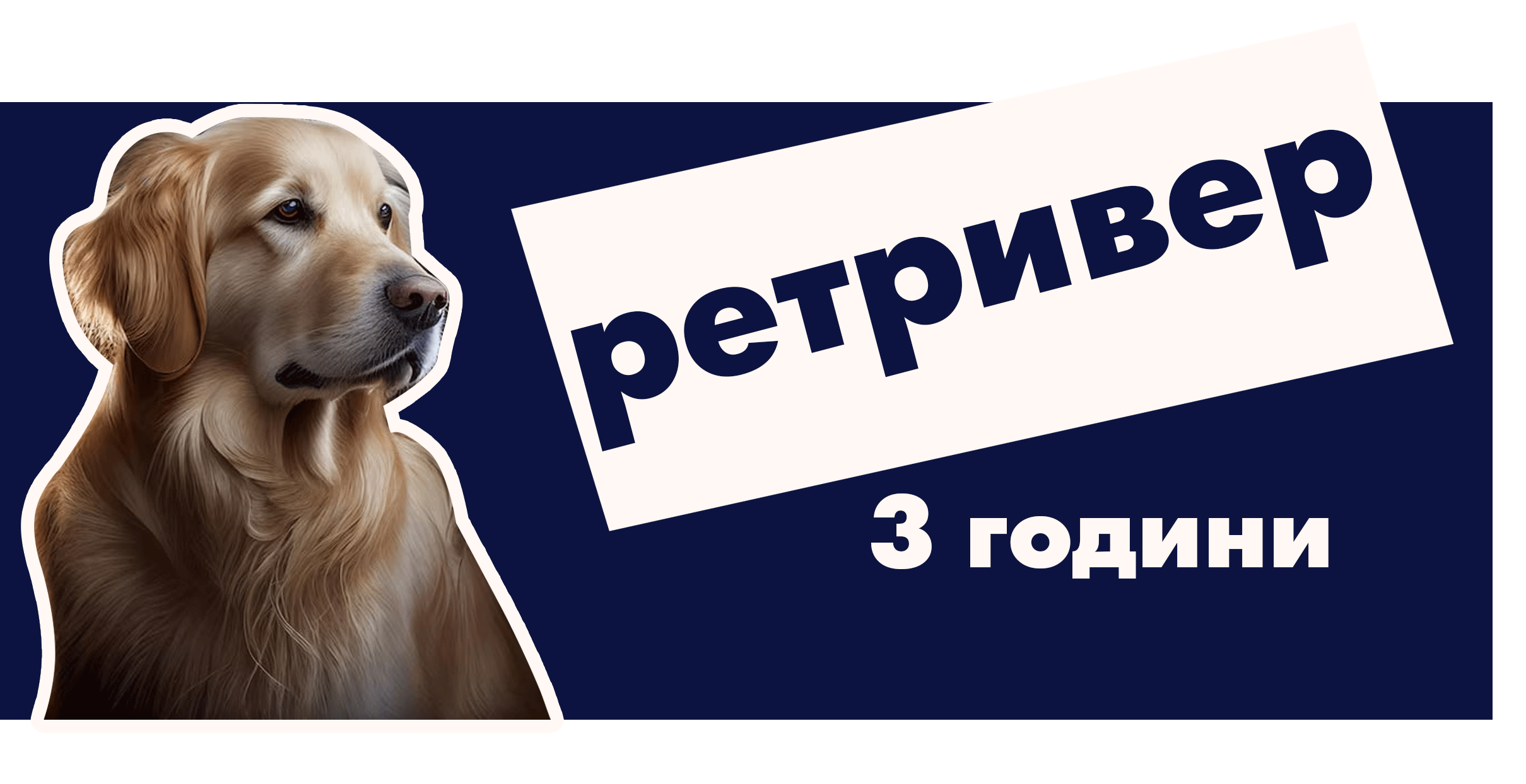 Золотистий ретривер