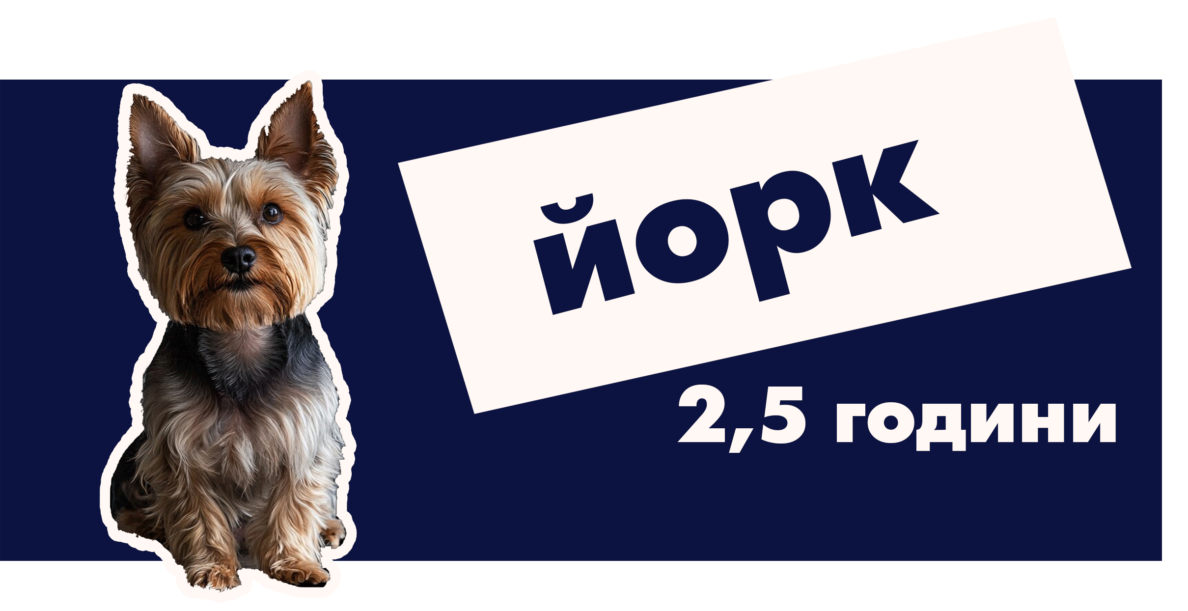 Йоркширський тер'єр