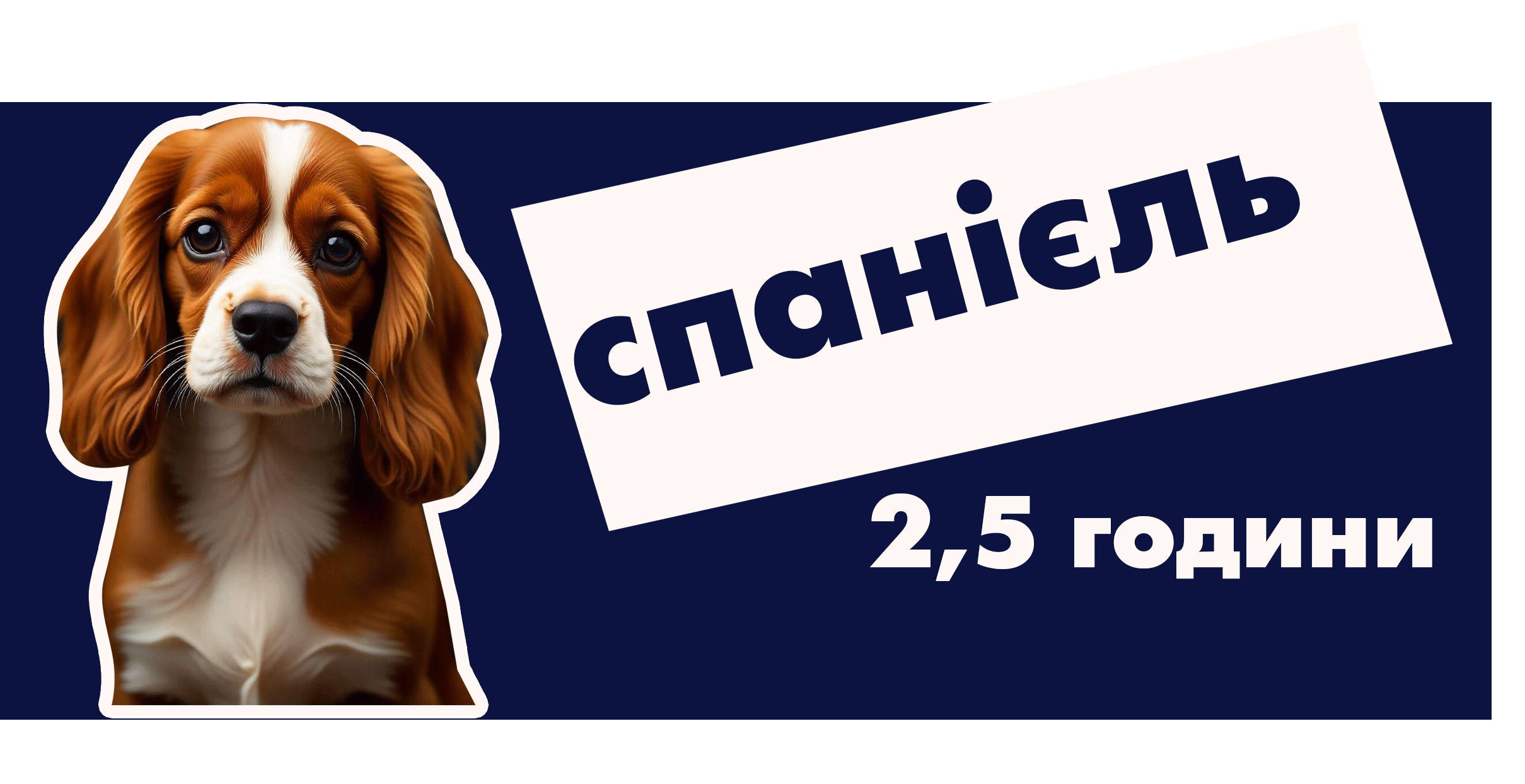 Кавалер кінг чарльз спанієль