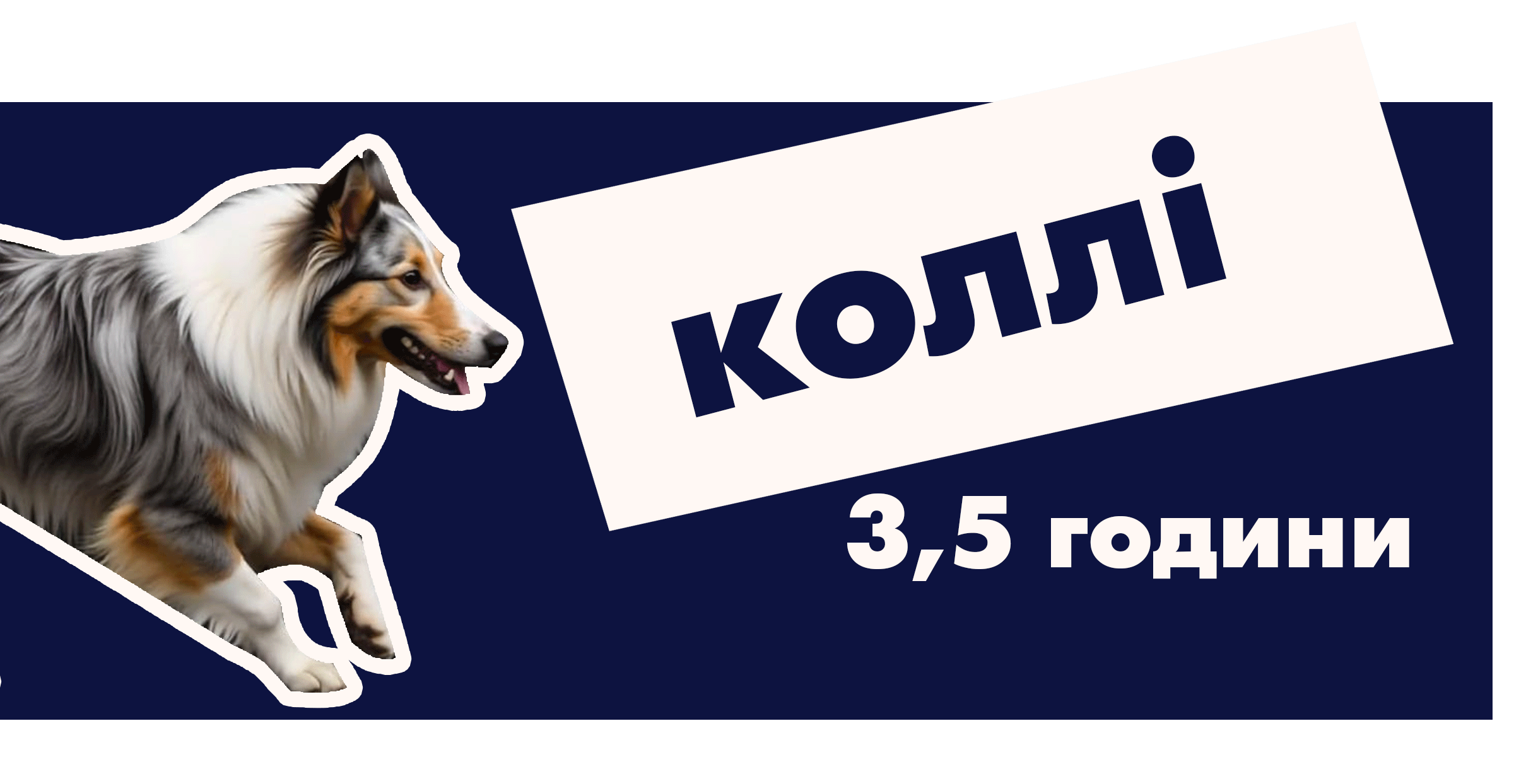 Коллі Довгошерста