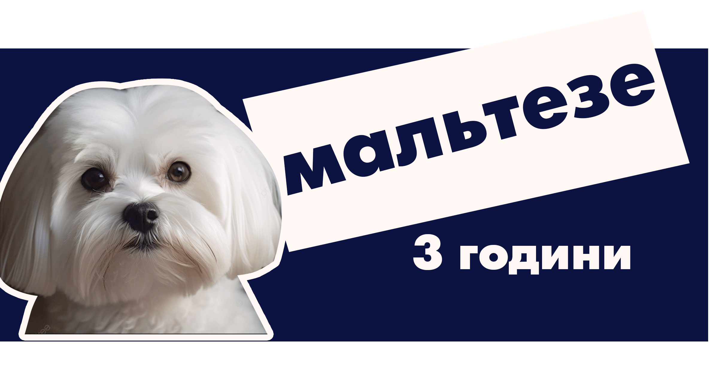 Мальтез (Мальтійська болонка)