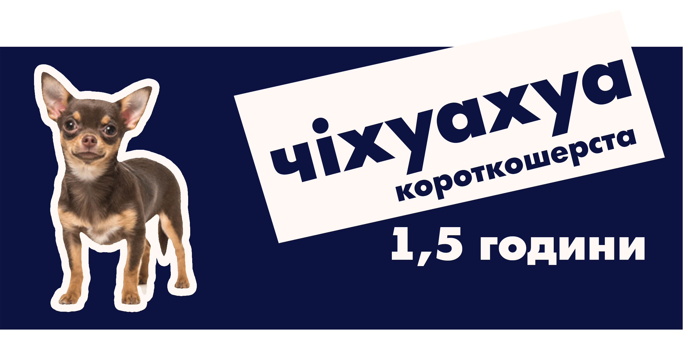 Чіхуахуа